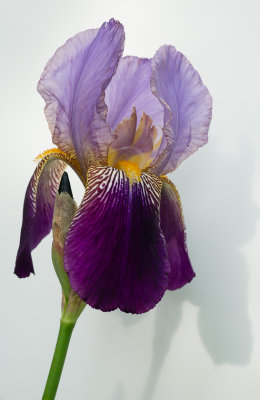 Iris-09281.jpg