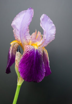 Iris2-09286.jpg