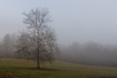 Tree-03495.jpg