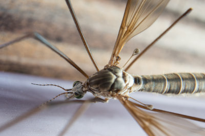 Bug-04480.jpg
