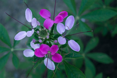 cleome-05483.jpg
