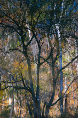 Tree Reflections 1-06916.jpg