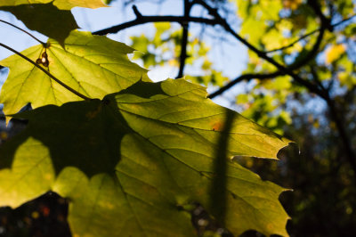 Tree Leaf 1-06958.jpg