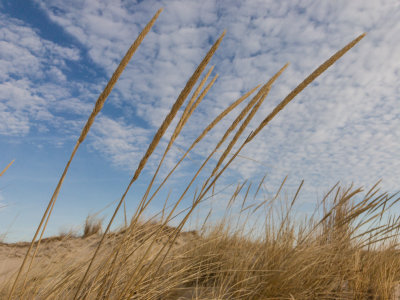 Beach Grass-33.jpg