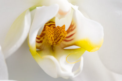 Longwood Orchid Macro-9769.jpg