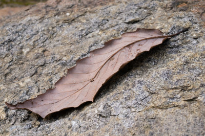 Fairhill serrated leaf-7662.jpg
