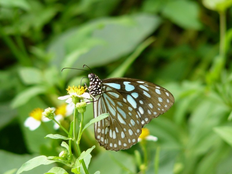 a032.JPG