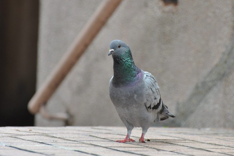 j039.jpg