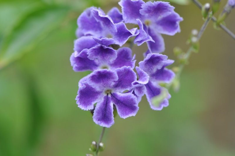 af037.jpg