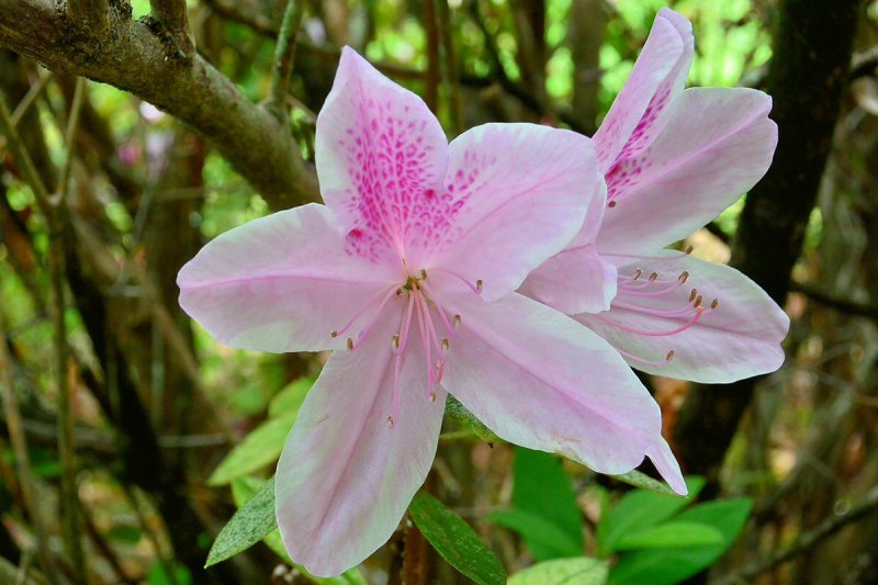 Spalding House - Pink (03/15/2015)