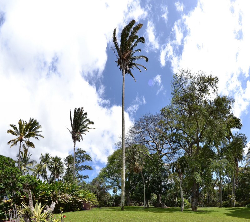 Foster Garden - Trees (04/19/2015)