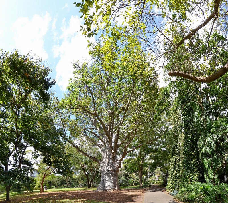 Foster Garden - Morning Walk (04/19/2015)
