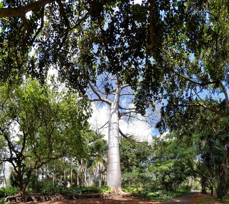 Foster Garden - Quipo Tree (revisited) (04/19/2015)