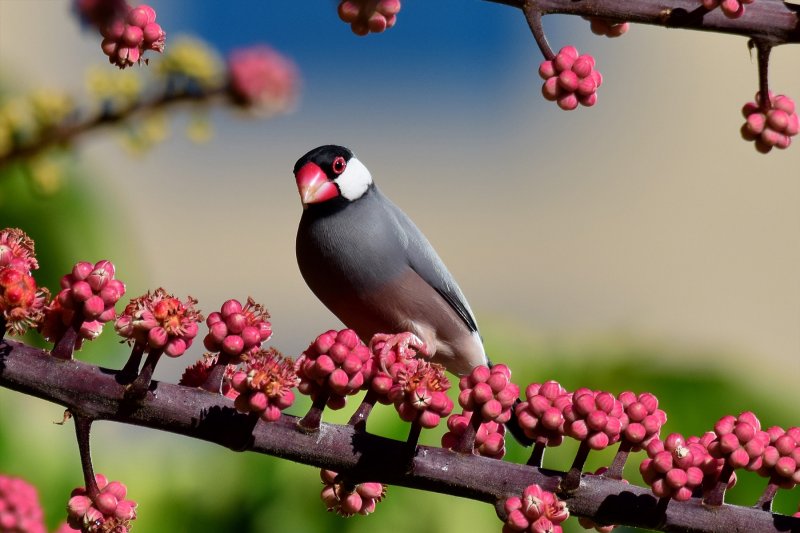 Java Sparrow (06/09/2015)
