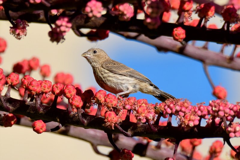 Female House Finch (06/10/2015)