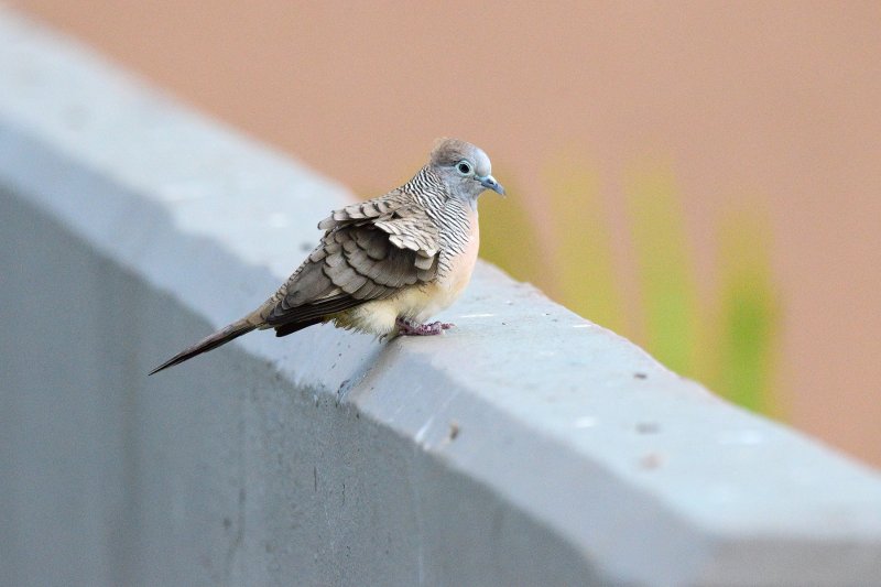 Ruffled feathers and DOF (06/12/2015)