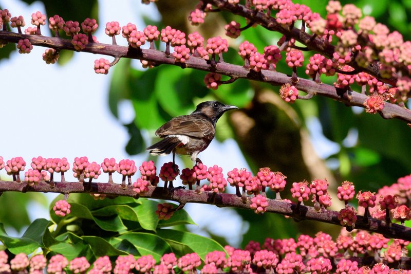 Female Red-Vented Bulbul (06/13/2015)