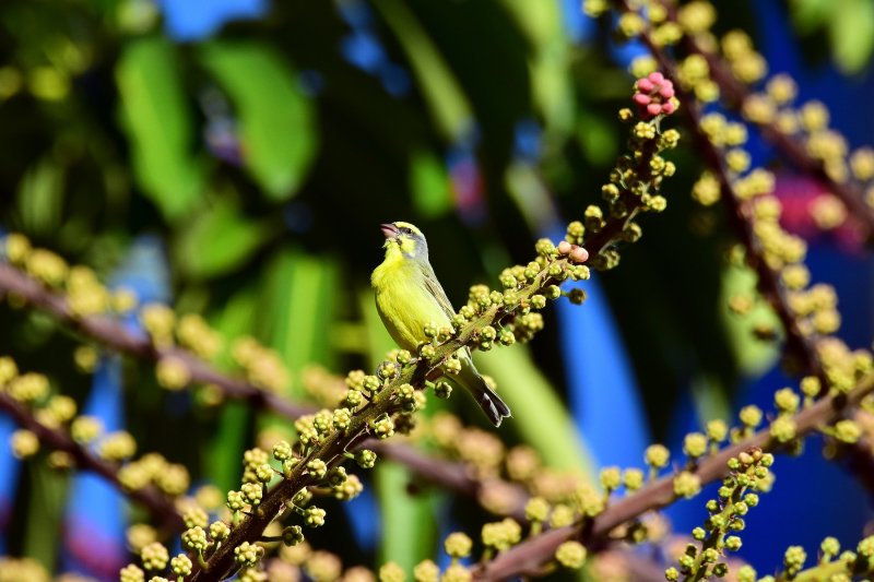 Yellow Canary (06/17/2015)