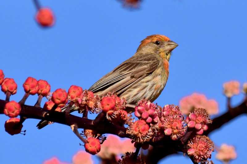 Male House Finch (06/25/2015)
