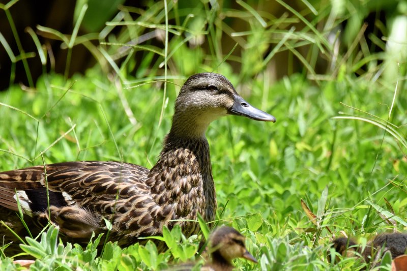 Mama Ducky (06/26/2015)