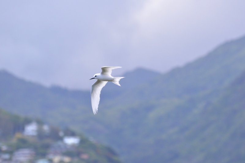 White Tern BIF (06/28/2015)