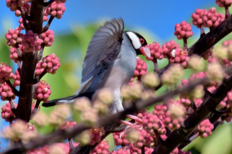 Java Sparrow - Jumping for Joy (07/07/2015)