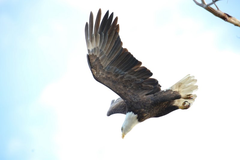 American Bald Eagle #4 (10/23/2015)