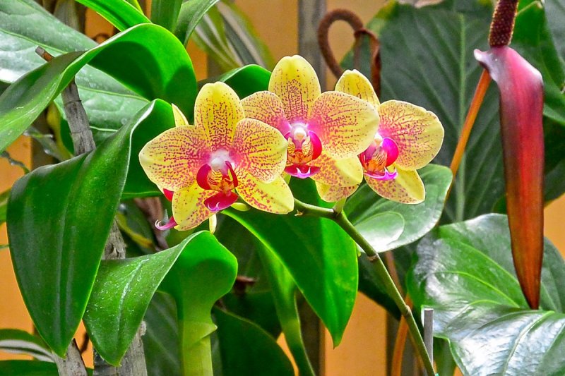 Yellow and Red Orchids (Phalaenopsisos Orchid) (taken on 03/10/2015)