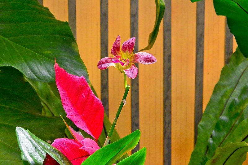 Young Red Orchid (taken on 03/10/2015)