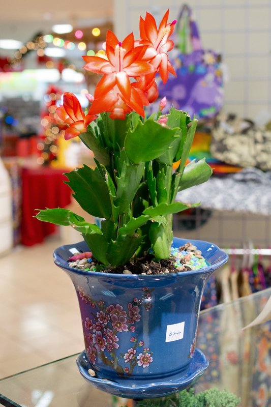 Christmas Cactus - Plant (taken on 12/09/2015)