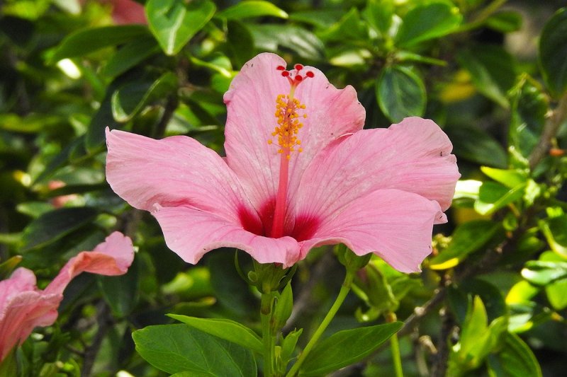 Pink Hibiscus flower (taken on 02/03/2016)