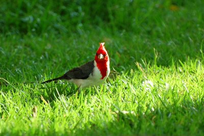 Red-Crested Cardinal (02/11/2014)