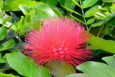 Red Lehua Flower (Post Processed) (02/04/2015)