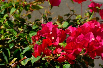 Red Bougainvillea (New full view) (03/05/2015)