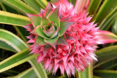 Foster Garden - Variegated Pink Pineapple #1 (03/12/2015)