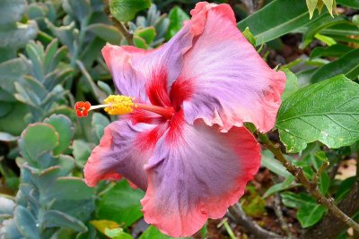 Foster Garden - Fancy Hibiscus (03/12/2015)