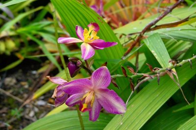Foster Garden - Philippine Ground Orchid (02/13/2015)
