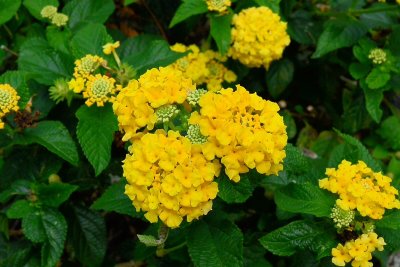 Foster Garden - Small yellow clustered flowers (Gold Lantana) (03/13/2015)