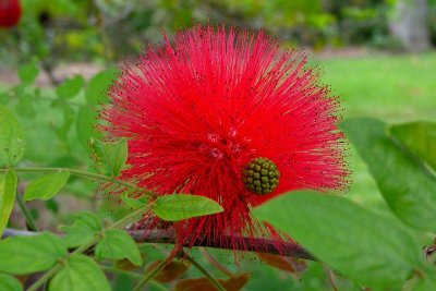 Foster Garden - Red Powderpuff (03/13/2015)