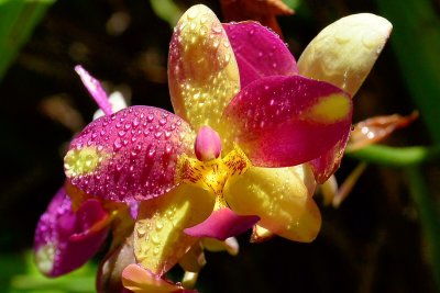 Foster Garden - Philippine Ground Orchid (03/20/2015)
