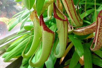 Foster Garden - Pitcher Plant (03/20/2015)