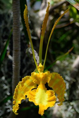 Foster Garden - Dancing Lady Orchid #2 (03/23/2015)