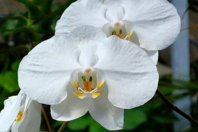 Foster Garden - White Orchid (03/23/2015)