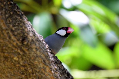 Java Sparrow (peek-a-boo) (06/07/2015)