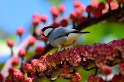 Java Sparrow (yummy berries) (06/07/2015)