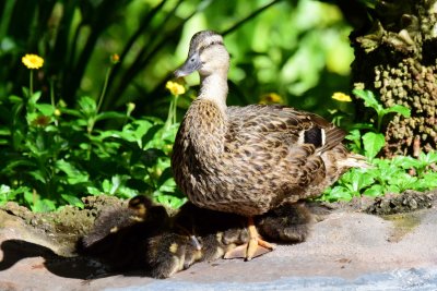 Mama Duck (06/21/2015)