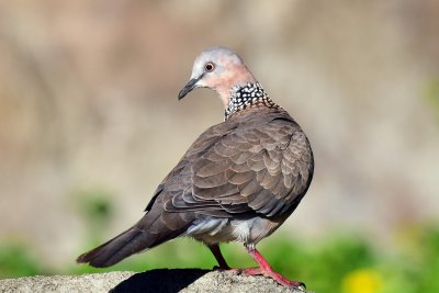 Spotted Dove - Morning Sunshine (06/22/2015)