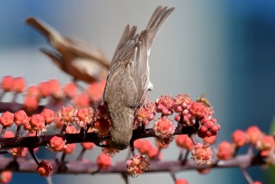 Female House Finch - Head Over Heels (06/26/2017)