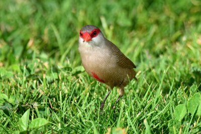 African Waxbill - Ready to hop (06/25/2015)