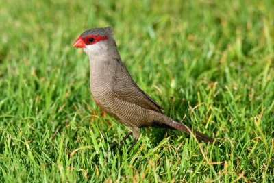 African Waxbill - Standing tall (06/25/2015)